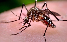 COMO SE NÃO BASTASSE O CORONA, AINDA TEM A DENGUE: 1.693 CASOS