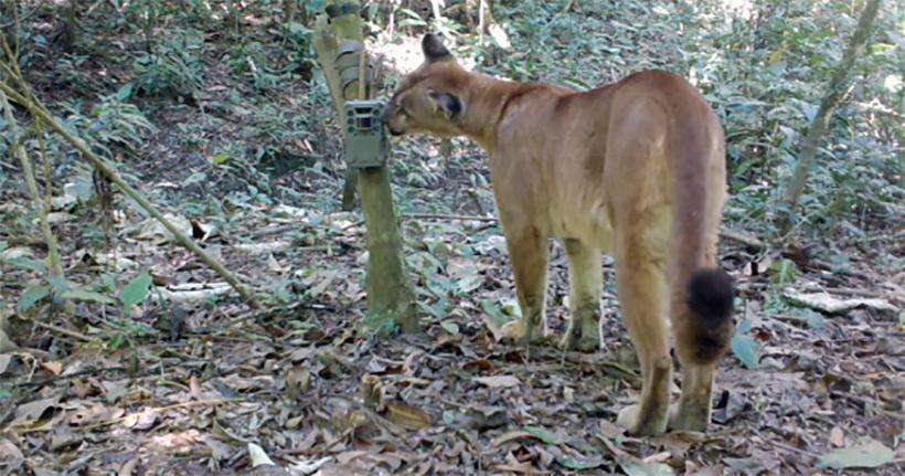 ANIMAIS NATIVOS DA REGIÃO IMPACTADA DE BRUMADINHO ESTÃO RETORNANDO PARA SEUS HABITATS