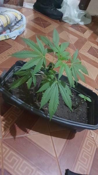 PRESOS TRÊS TRAFICANTES, QUE ATÉ PÉS DE MACONHA TINHAM	