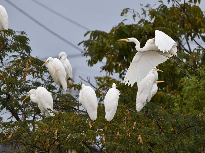 PARQUE DO BARIRI PERDERÁ O BELO REVOAR DAS GARÇA