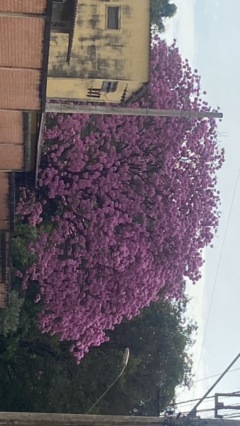 Entre outras queixas dos leitores GP leia: “ATÉ A NATUREZA ESTÁ FICANDO MUITO LOUCA”