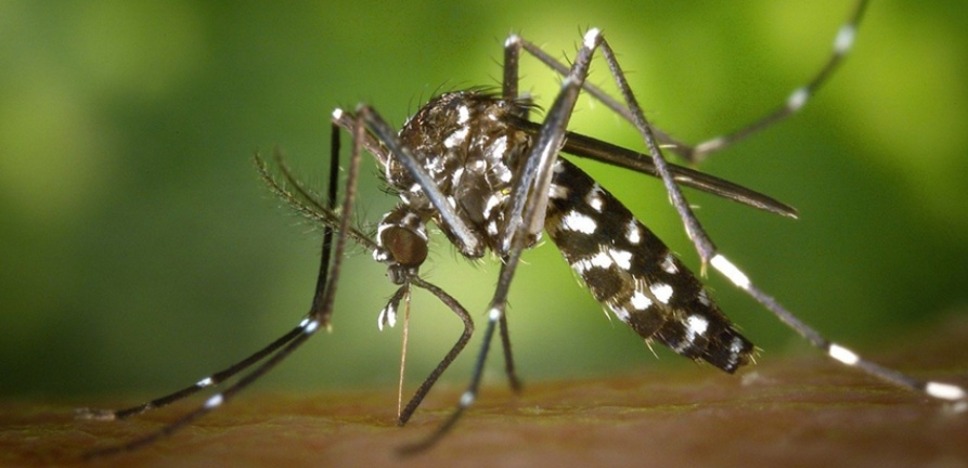 SAIBA COMO COMBATER A DENGUE, ZIKA E CHIKUNGUNYA
