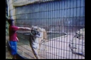 Menino que teve braço amputado após ataque de tigre no PR ...